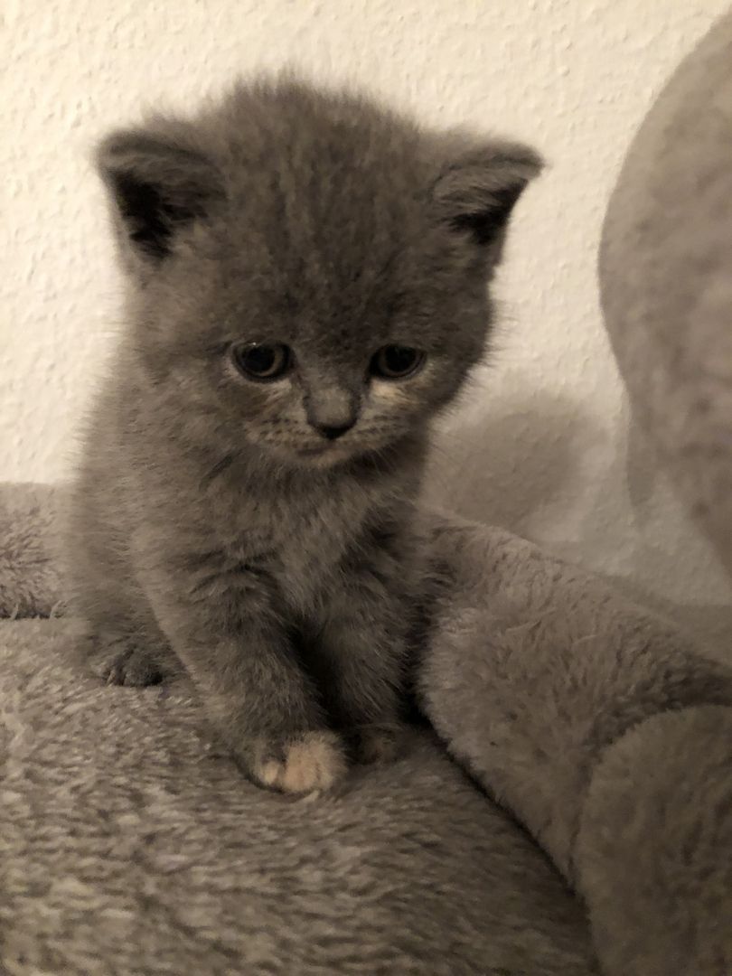 British Kurzhaar Kitten in gute Hände abzugeben
