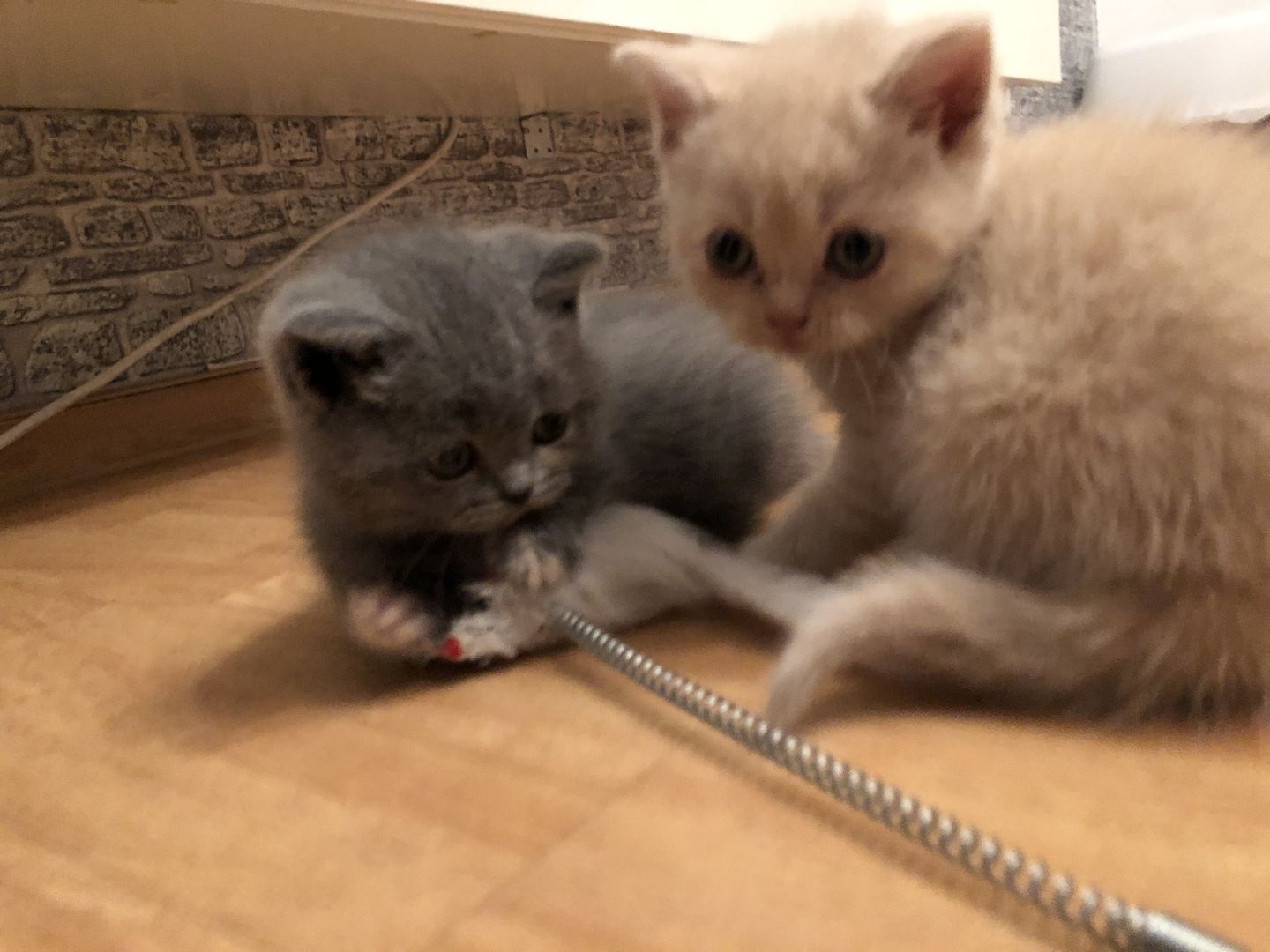 British Kurzhaar Kitten in gute Hände abzugeben