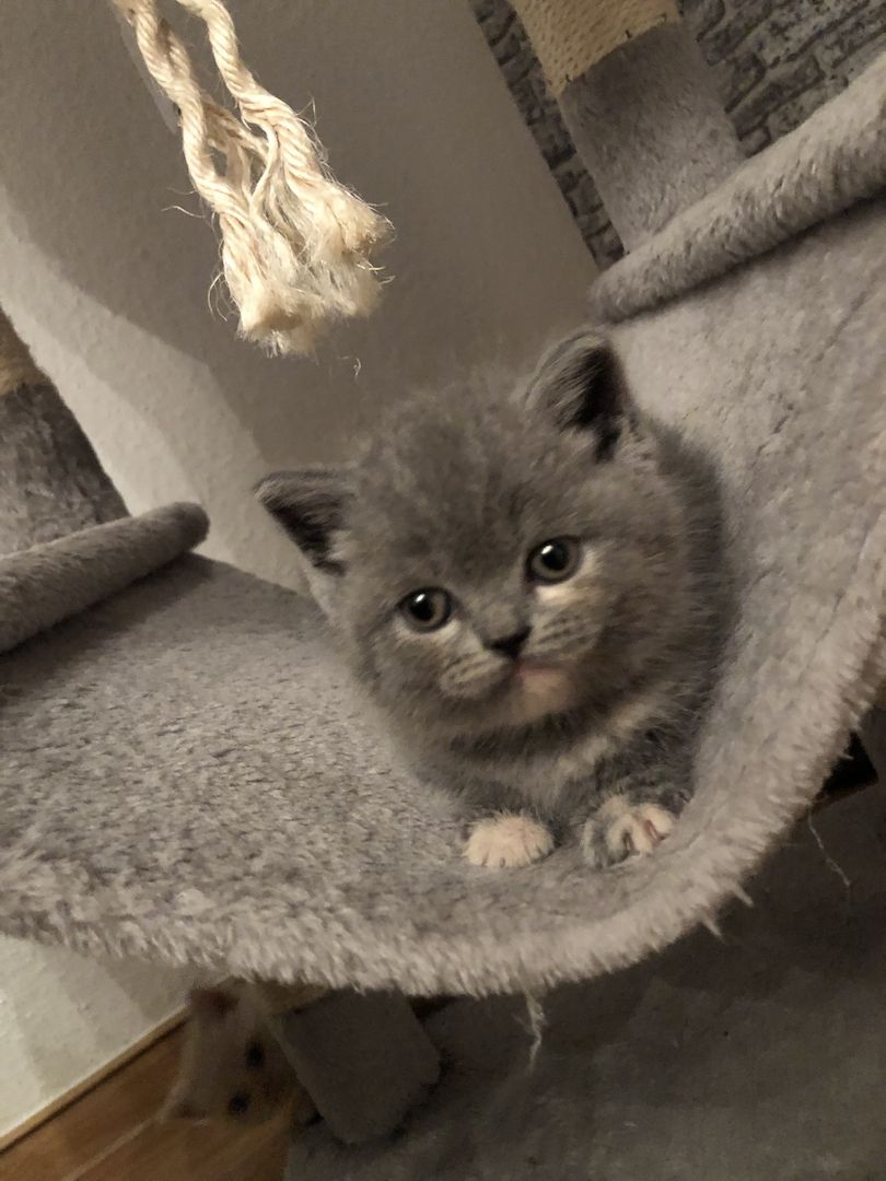 British Kurzhaar Kitten in gute Hände abzugeben