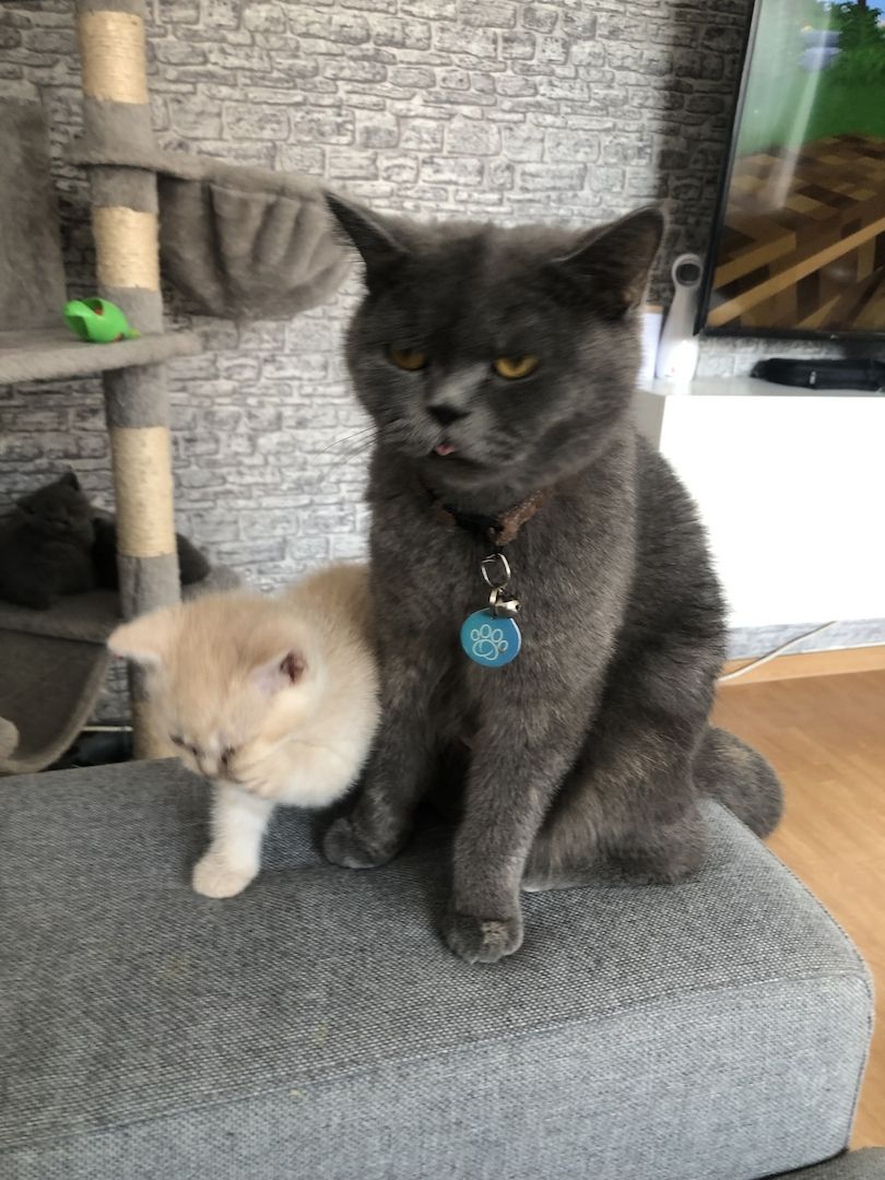 British Kurzhaar Kitten in gute Hände abzugeben