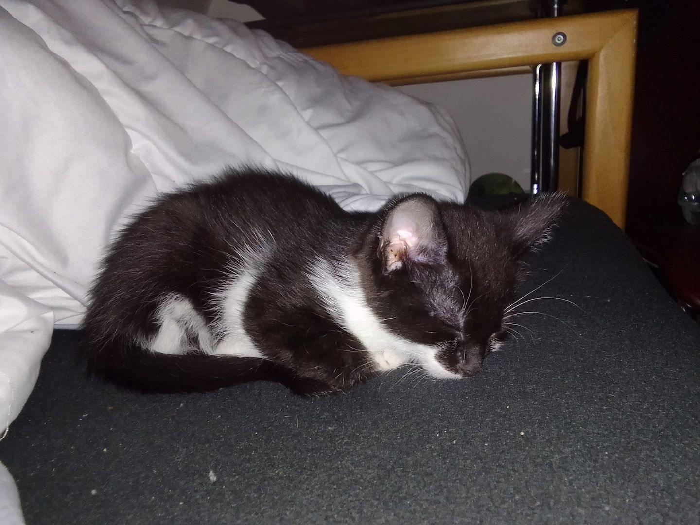 1 Weibliche und 3 Männliche