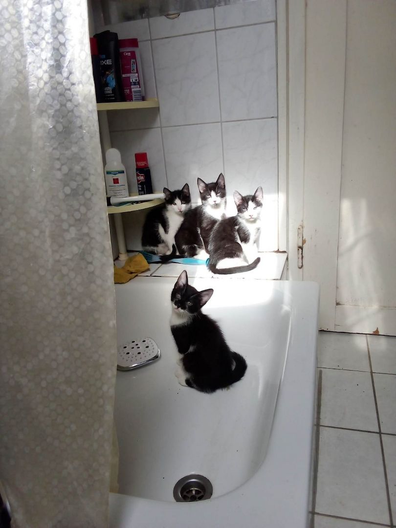 1 Weibliche und 3 Männliche