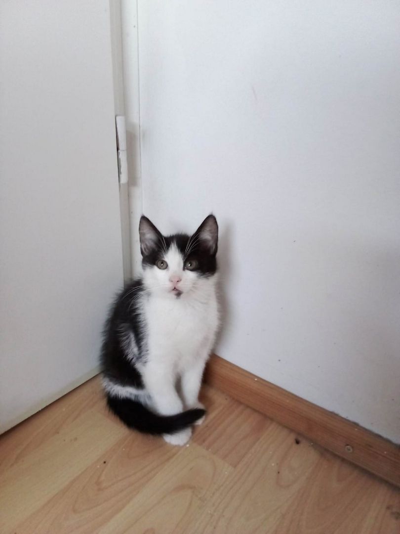 1 Weibliche und 3 Männliche