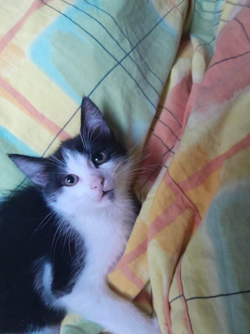 1 Weibliche und 3 Männliche