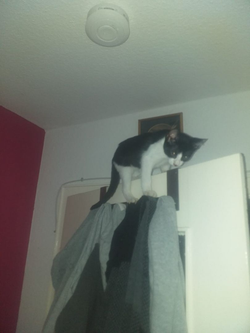 1 Weibliche und 3 Männliche