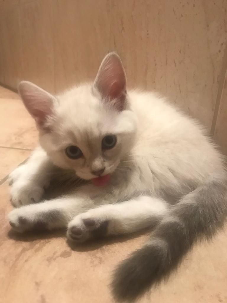 Katzenmix, Kitten, BLH/Main Coon-Siam-Mix