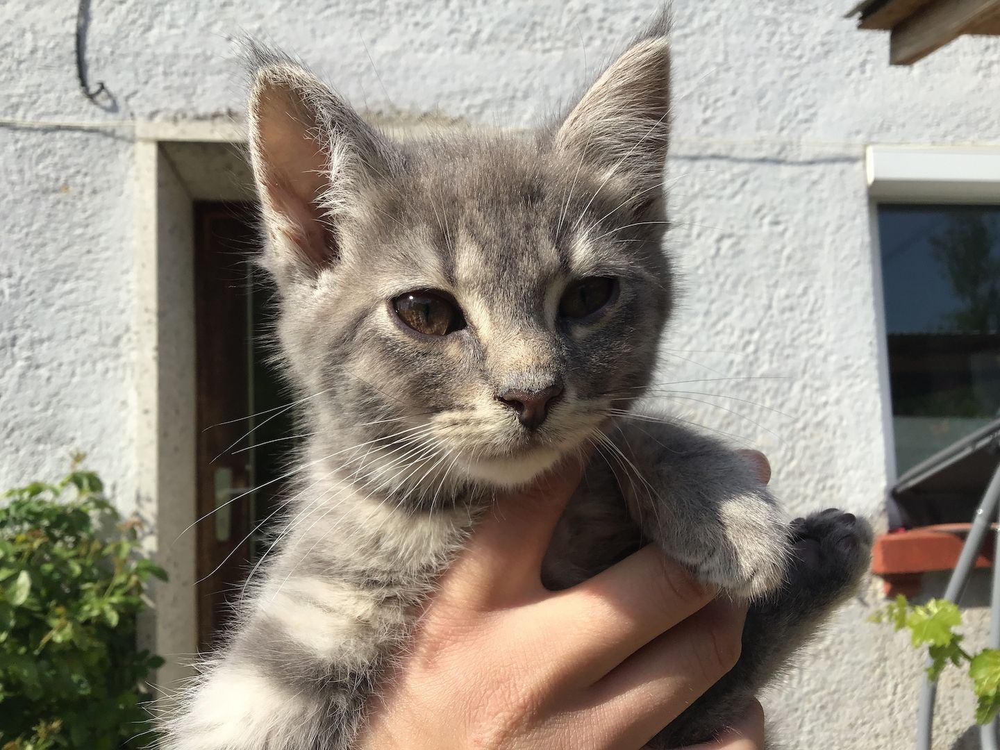 Kitten/Katzebaby/Katzen