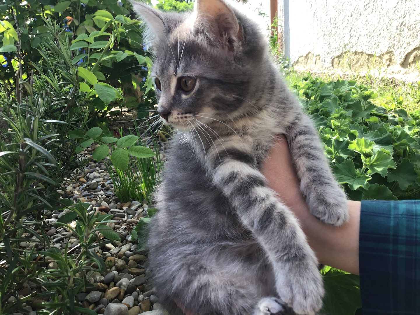 Kitten/Katzebaby/Katzen