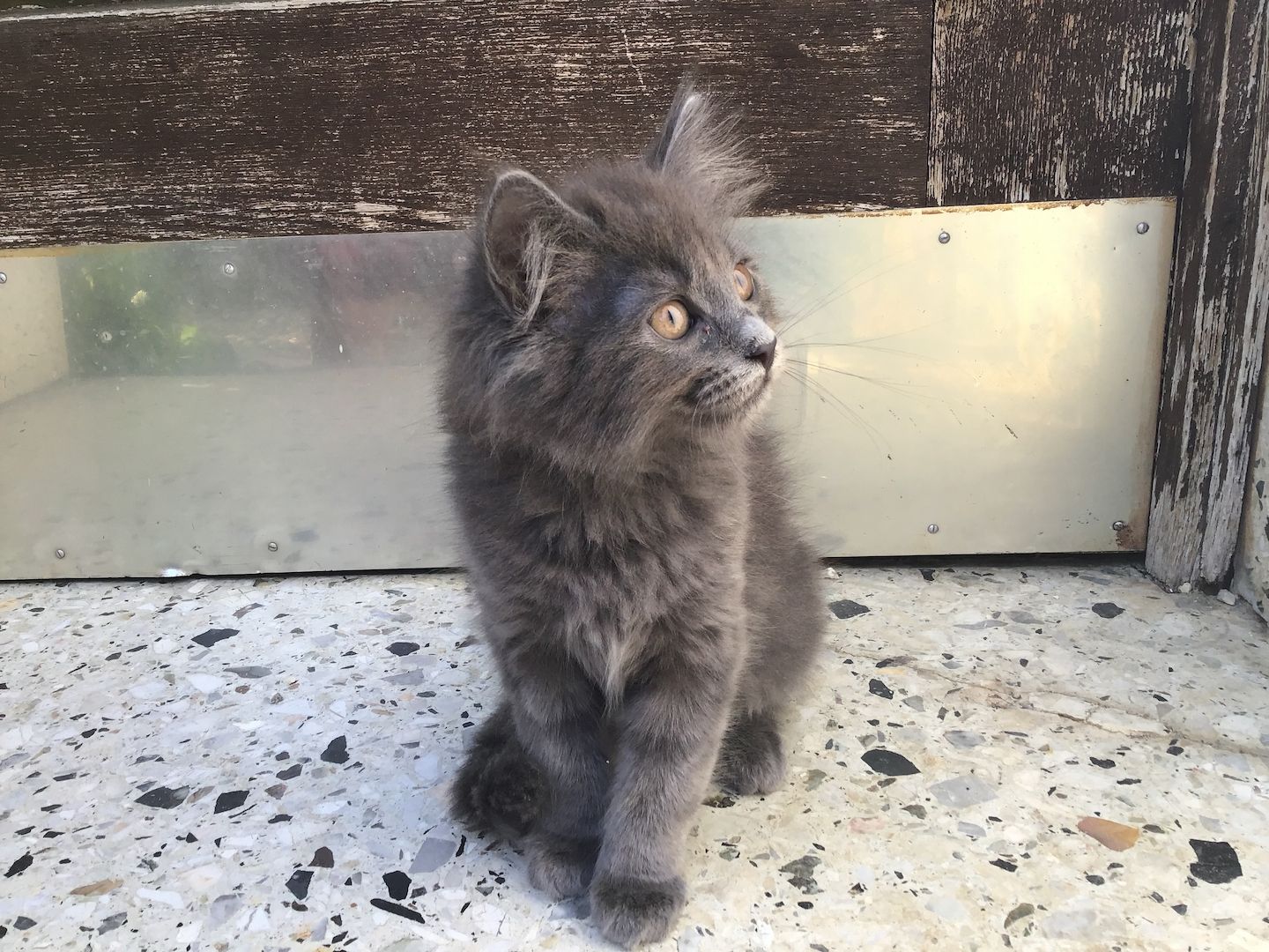 Kitten/Katzebaby/Katzen