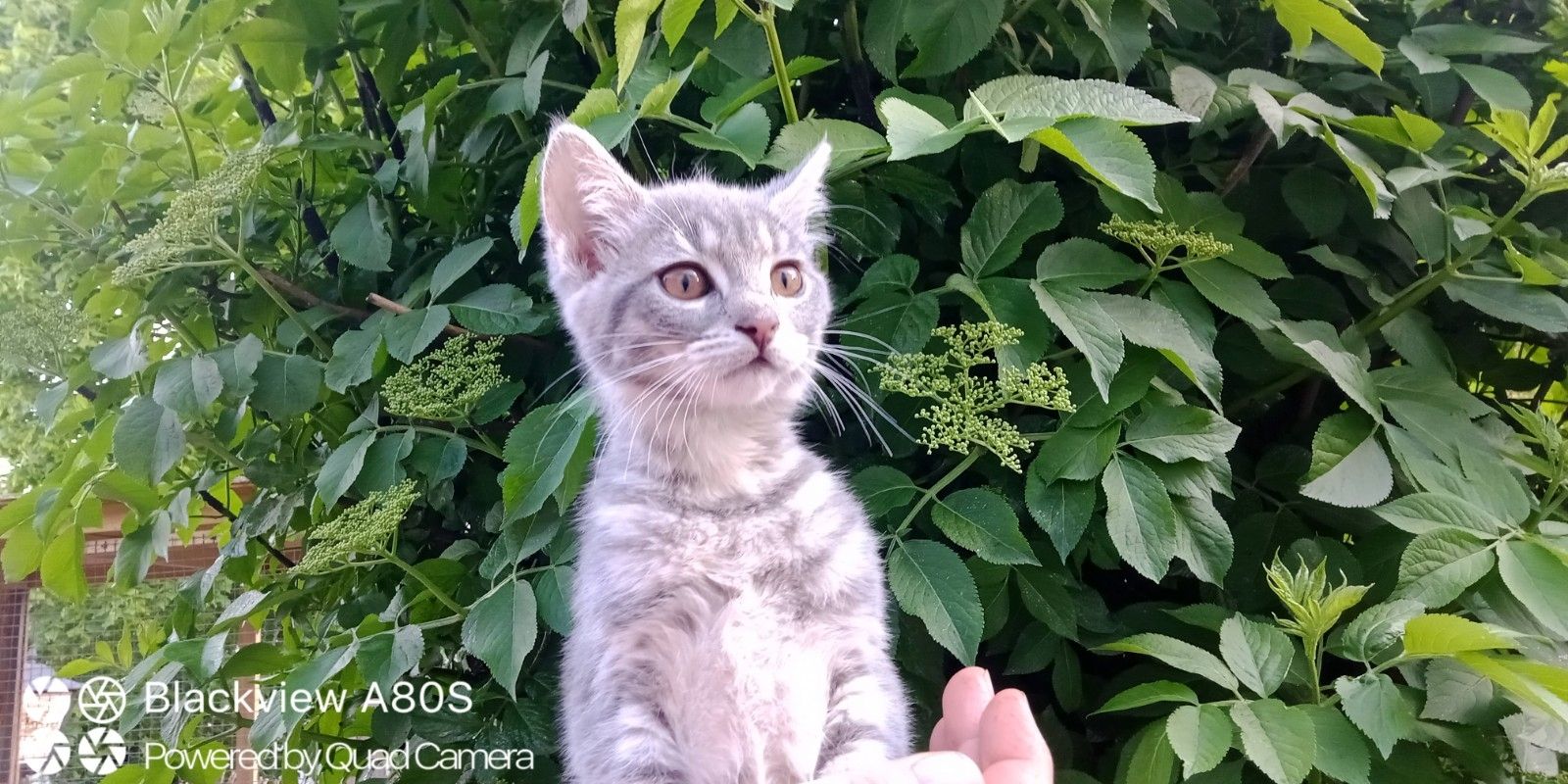 Kitten/Katzebaby/Katzen