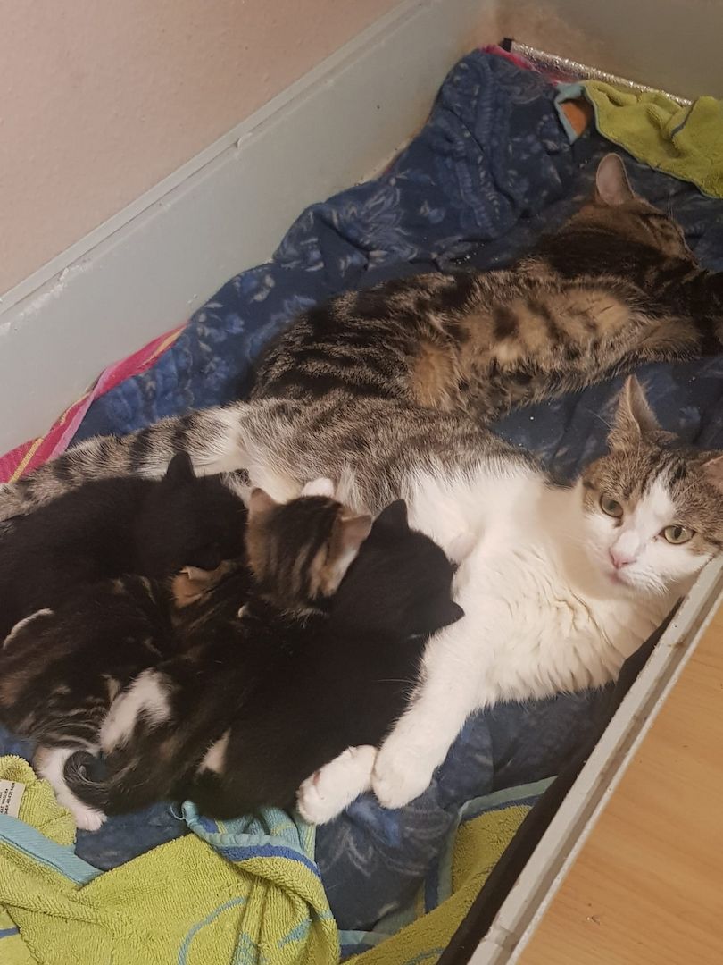 Bkh Mix Kitten dürfen nun Ausziehen.