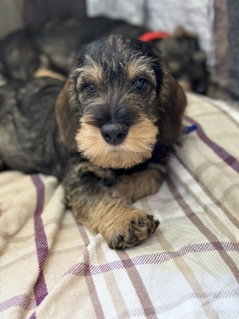 Rauhaardackel Rauhhaardackel Dackel Welpen