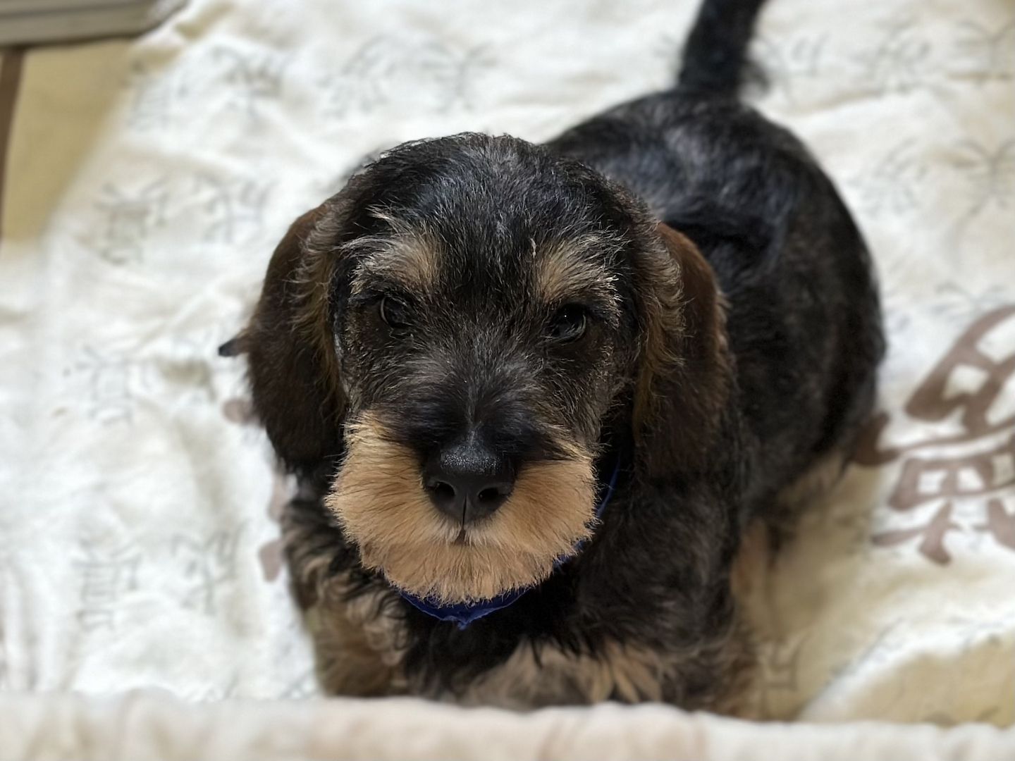 Rauhaardackel Rauhhaardackel Dackel Welpen