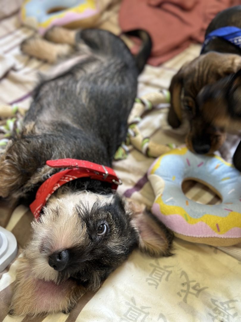 Rauhaardackel Rauhhaardackel Dackel Welpen