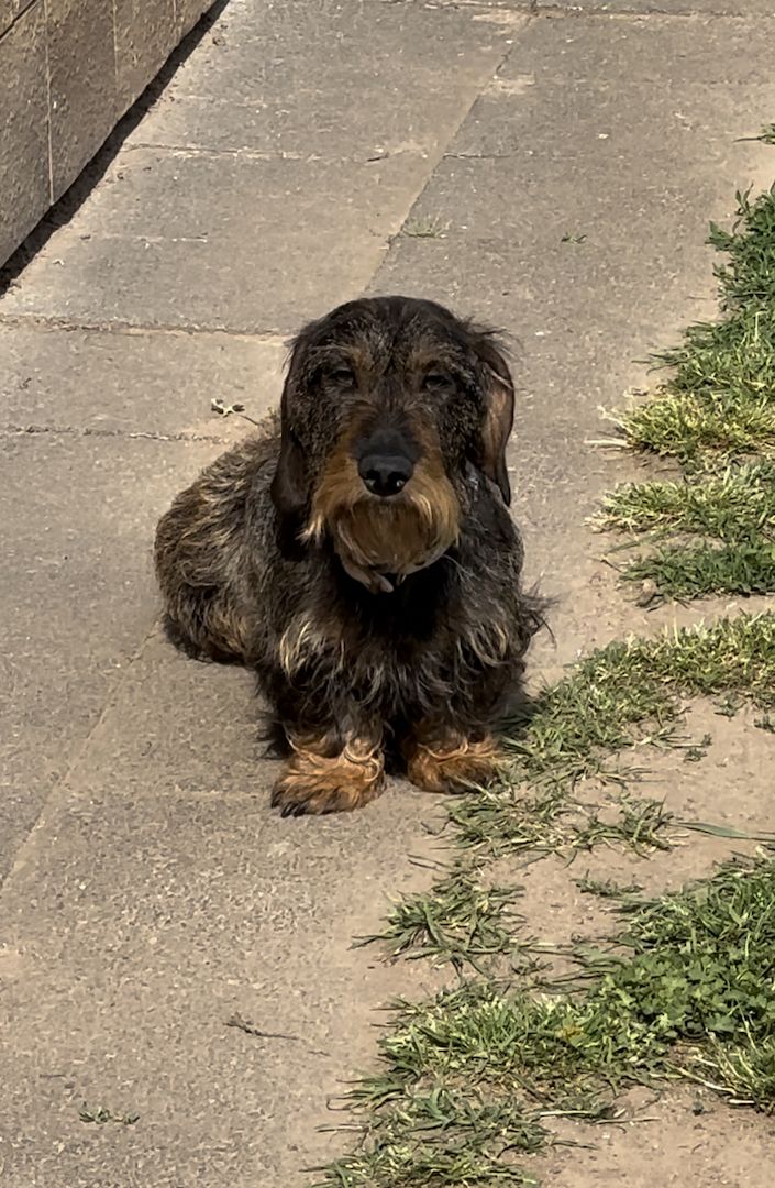 Rauhaardackel Rauhhaardackel Dackel Welpen