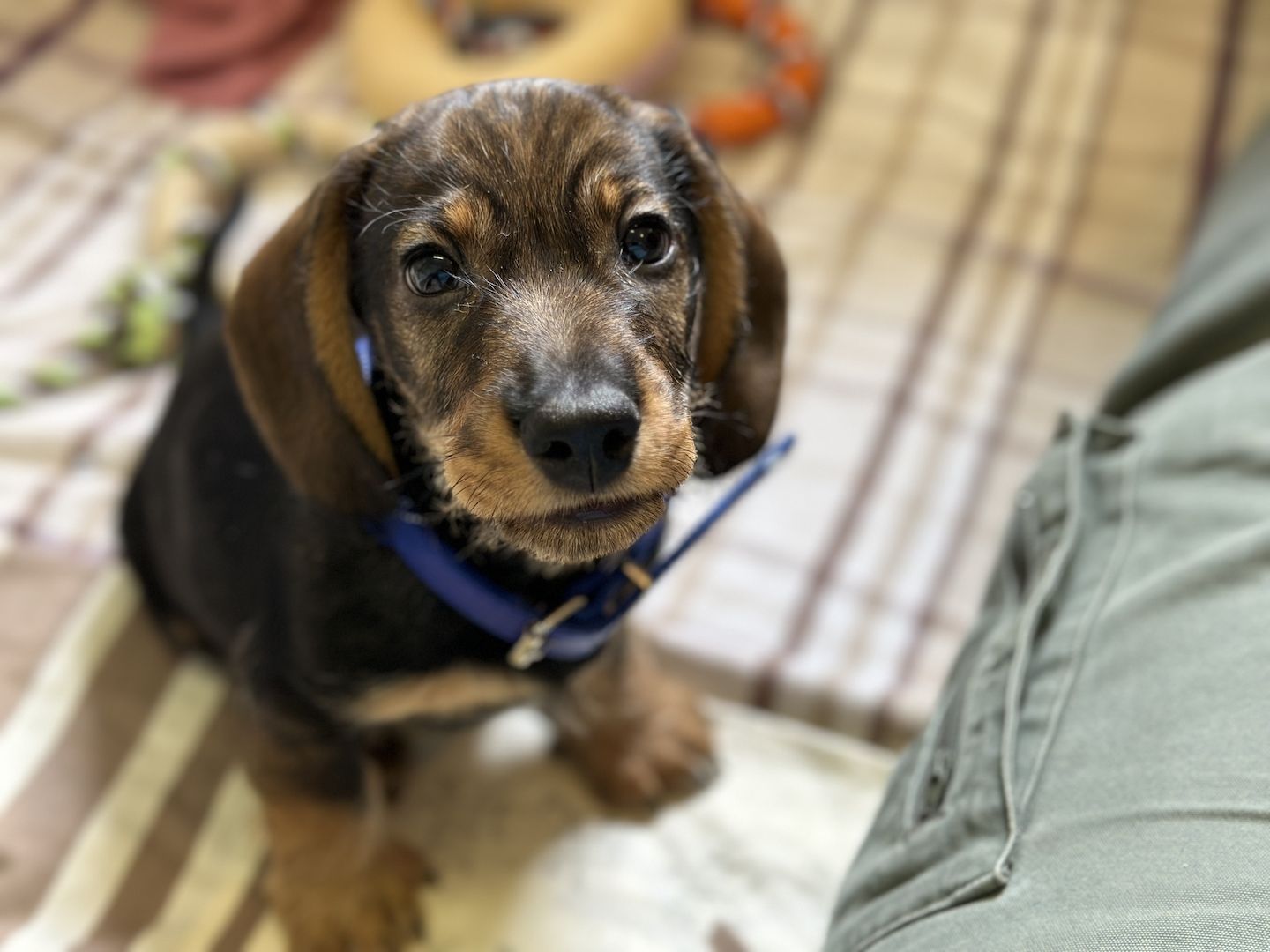 Rauhaardackel Rauhhaardackel Dackel Welpen