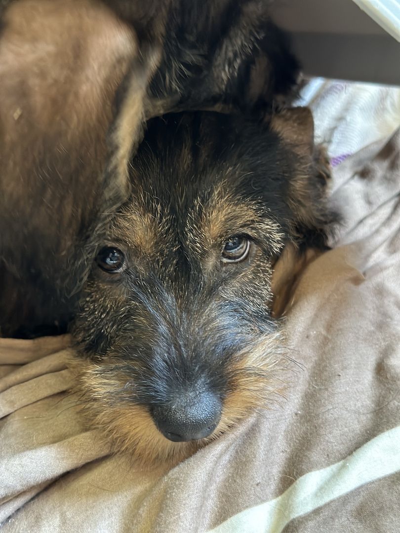 Rauhaardackel Rauhhaardackel Dackel Welpen