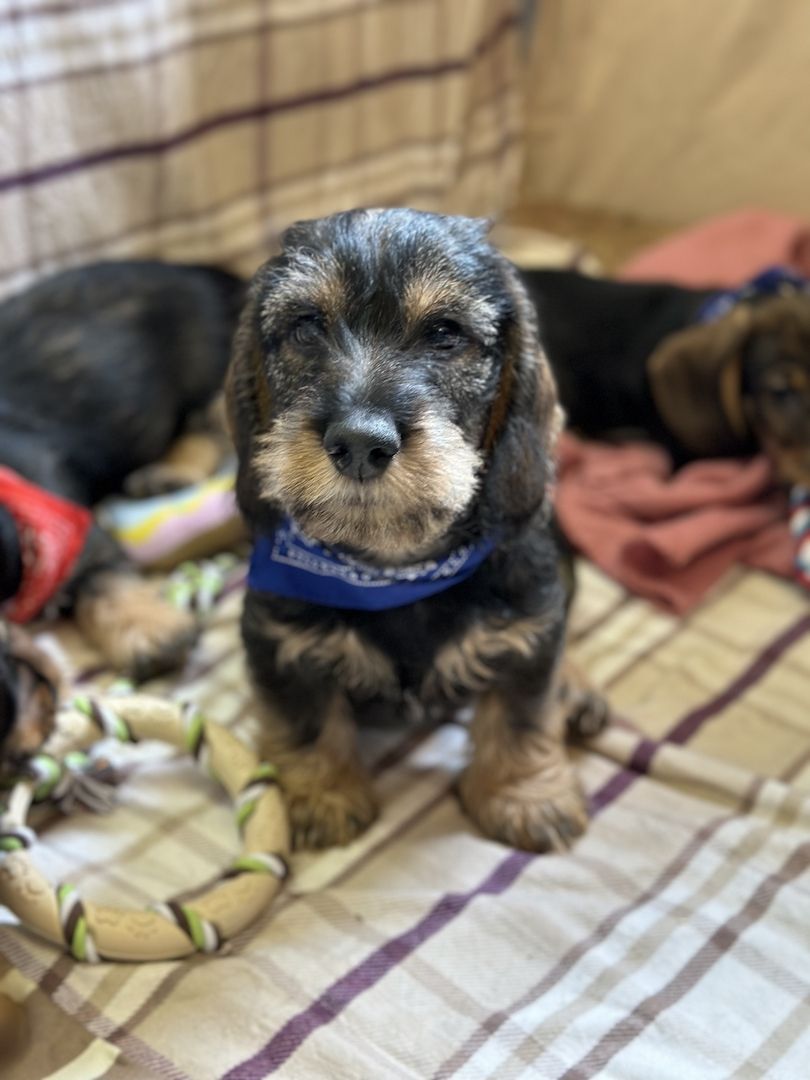 Rauhaardackel Rauhhaardackel Dackel Welpen