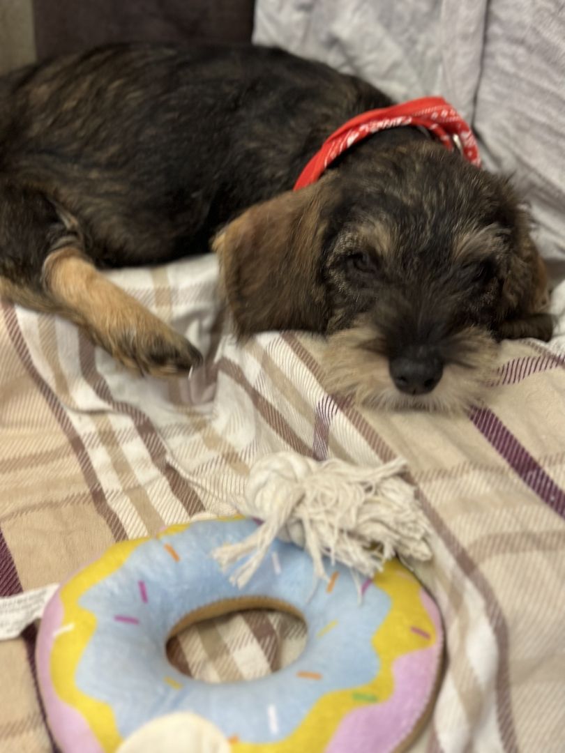 Rauhaardackel Rauhhaardackel Dackel Welpen