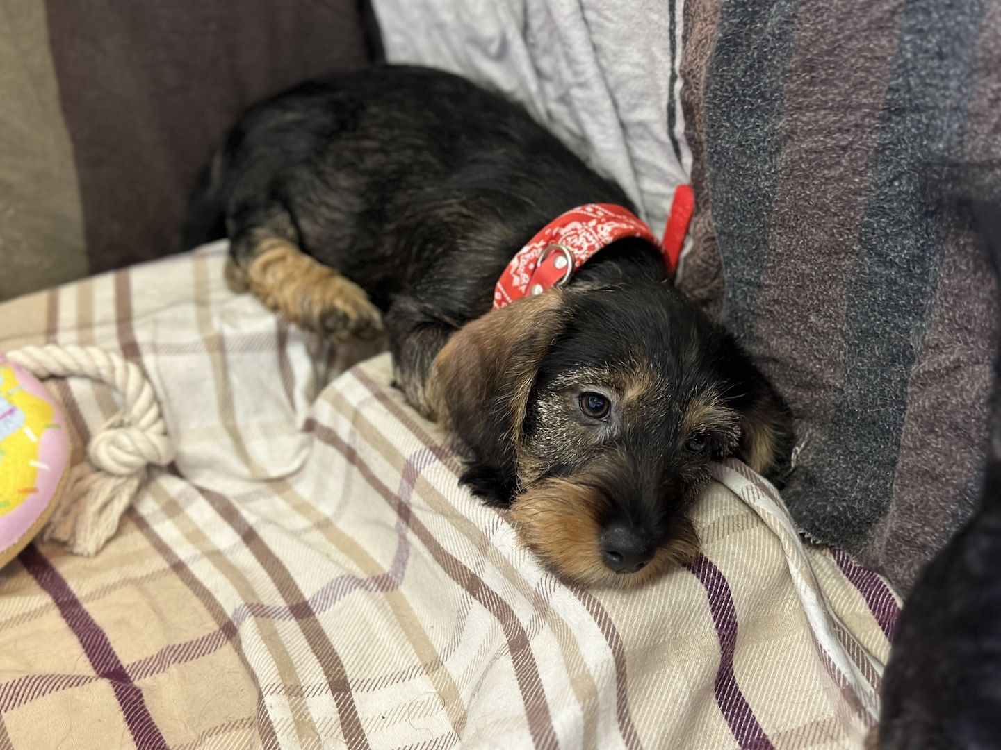 Rauhaardackel Rauhhaardackel Dackel Welpen