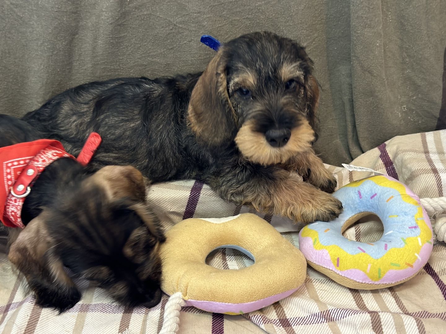 Rauhaardackel Rauhhaardackel Dackel Welpen