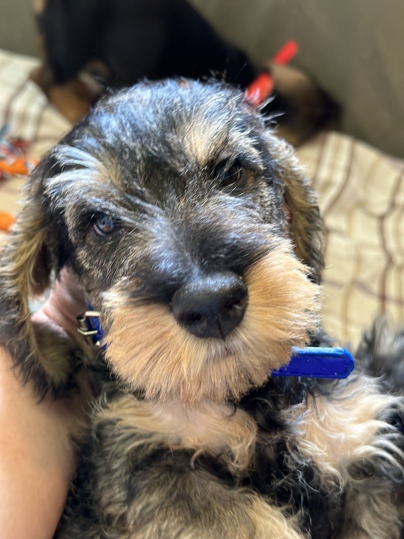 Rauhaardackel Rauhhaardackel Dackel Welpen