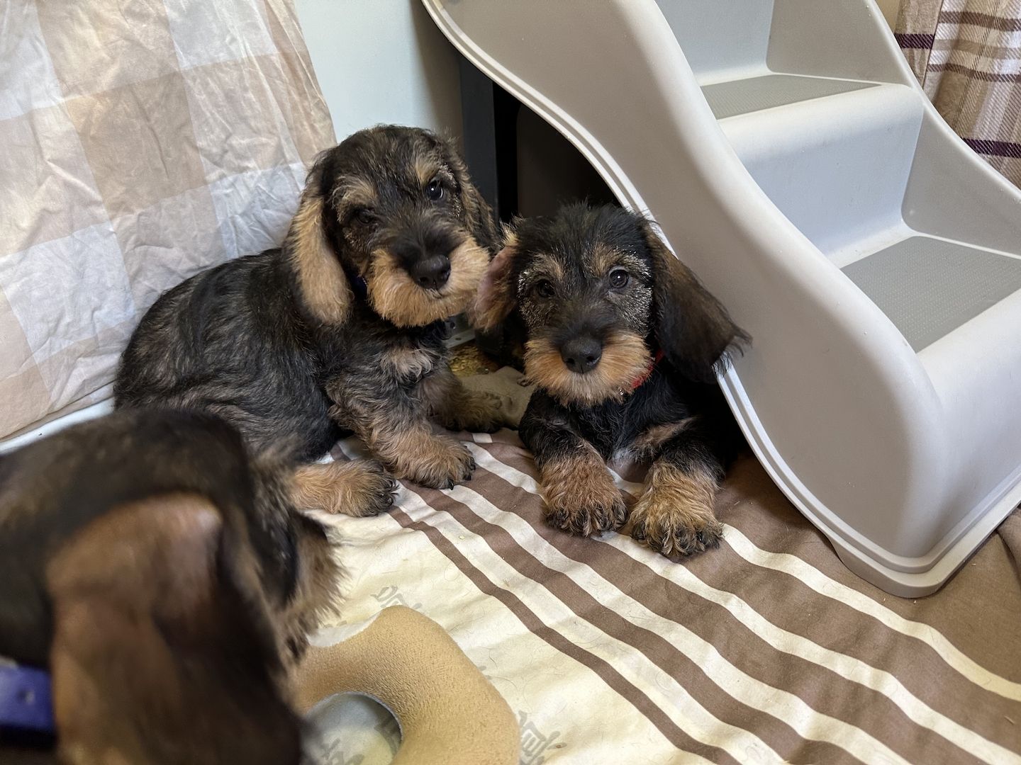 Rauhaardackel Rauhhaardackel Dackel Welpen