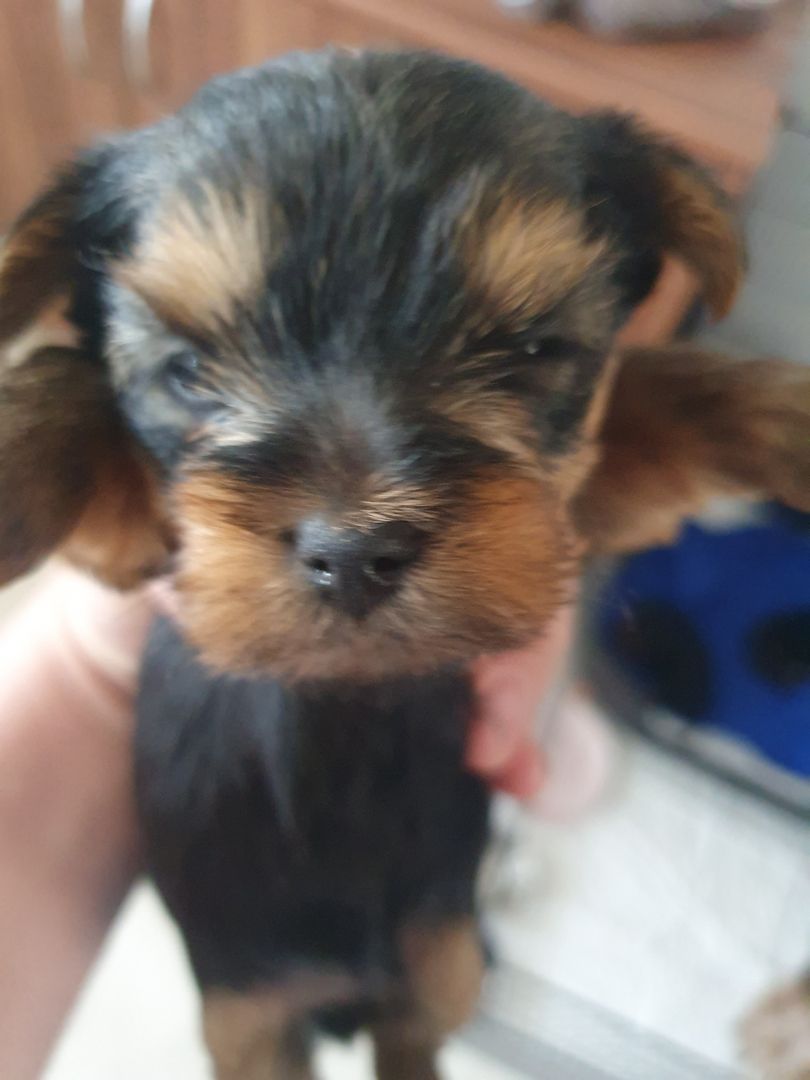 Yorkshire Terrier Welpen Mädchen