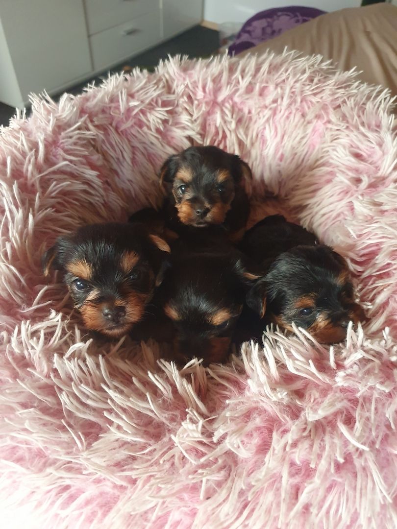 Yorkshire Terrier Welpen Mädchen