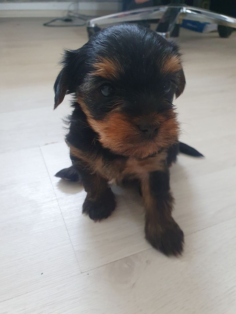 Yorkshire Terrier Welpen Mädchen