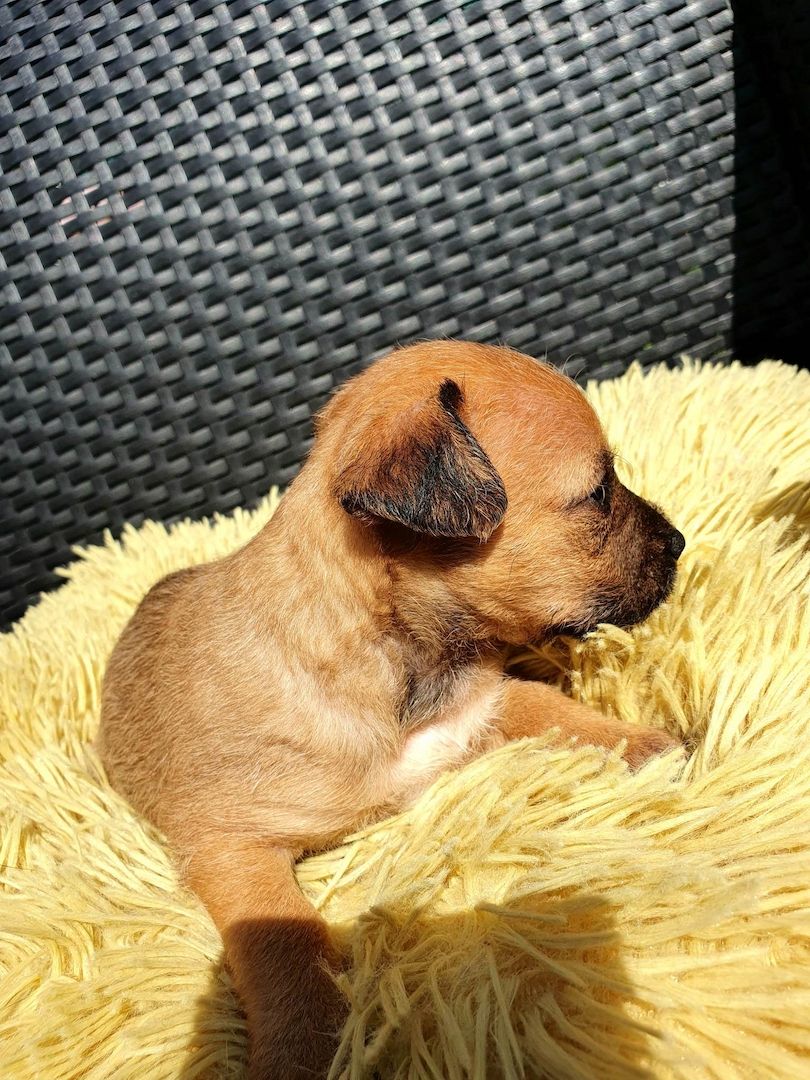 Chihuahua-Pinscher Chihuahua-Pinscher