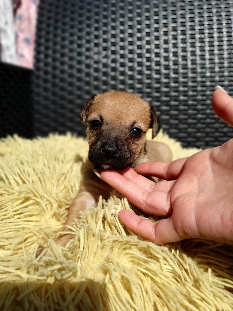 Chihuahua-Pinscher Chihuahua-Pinscher