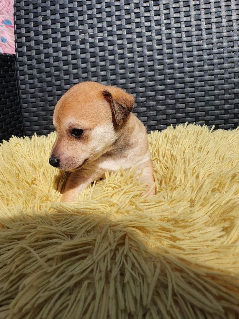 Chihuahua-Pinscher Chihuahua-Pinscher