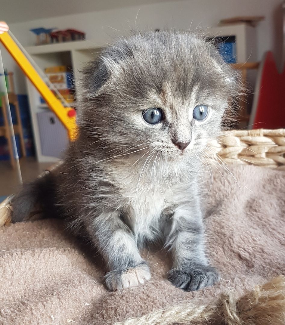 Maine Coon Edelmix Baby