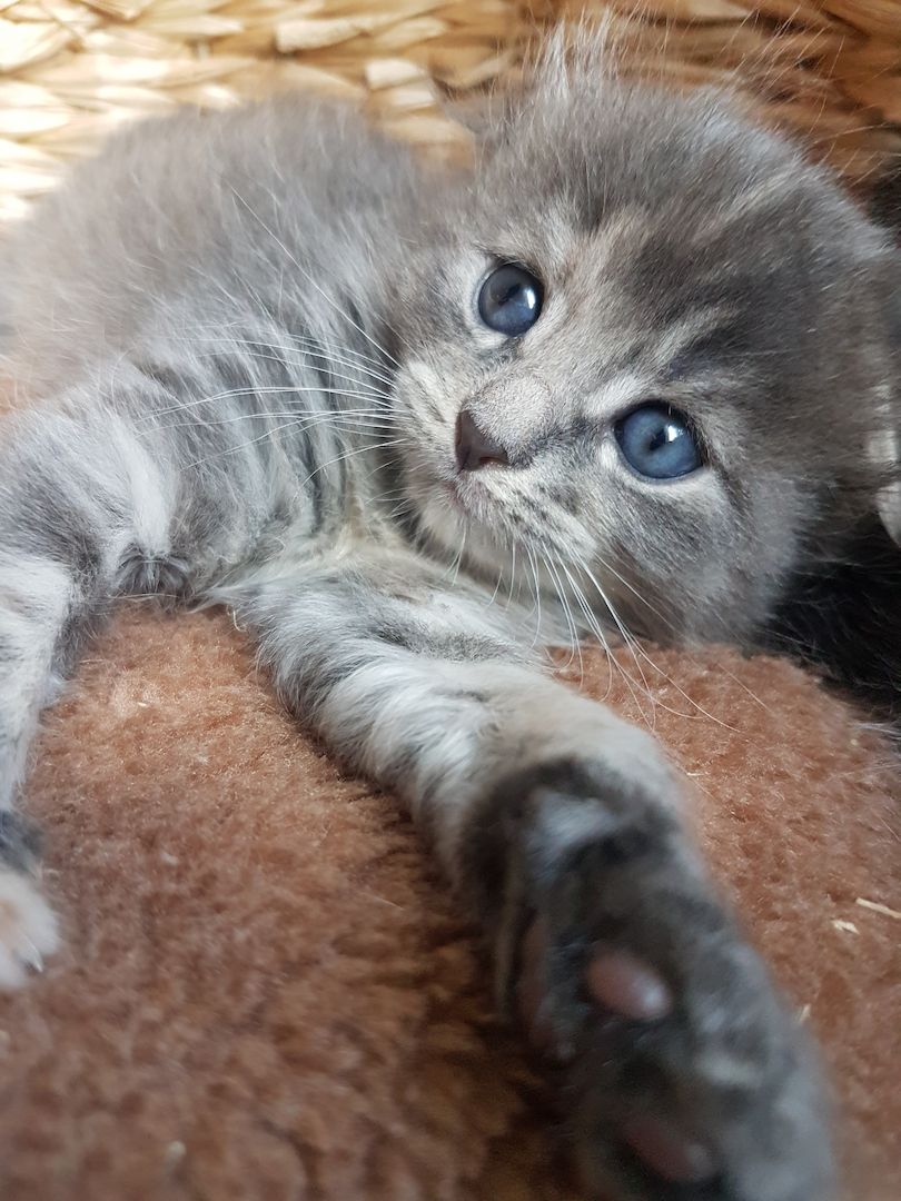 Maine Coon Edelmix Baby