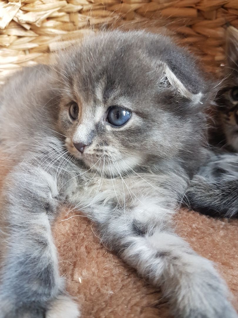 Maine Coon Edelmix Baby