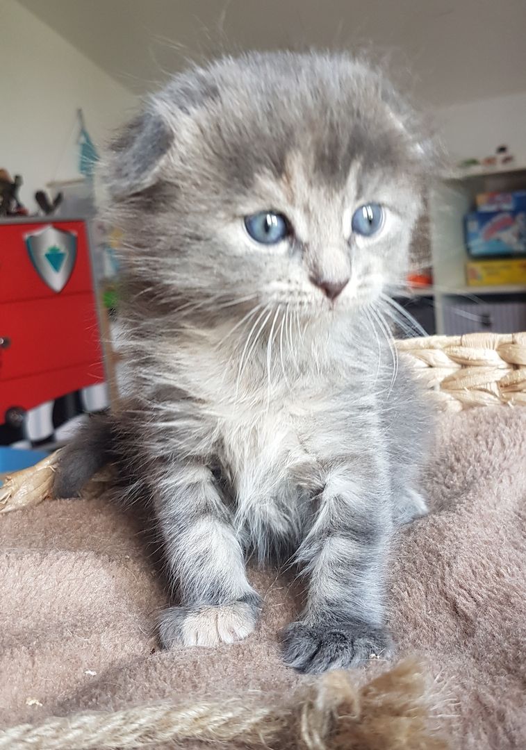 Maine Coon Edelmix Baby