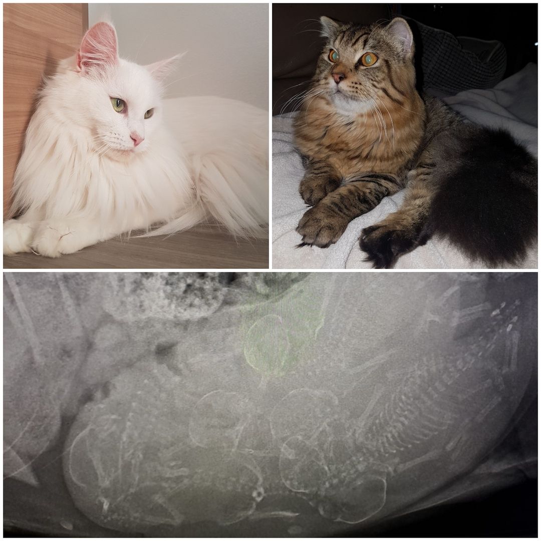 Maine Coon Edelmix Baby