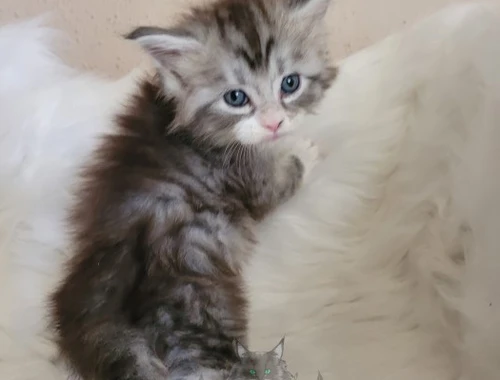 Wundervolle Maine Coon Kitten