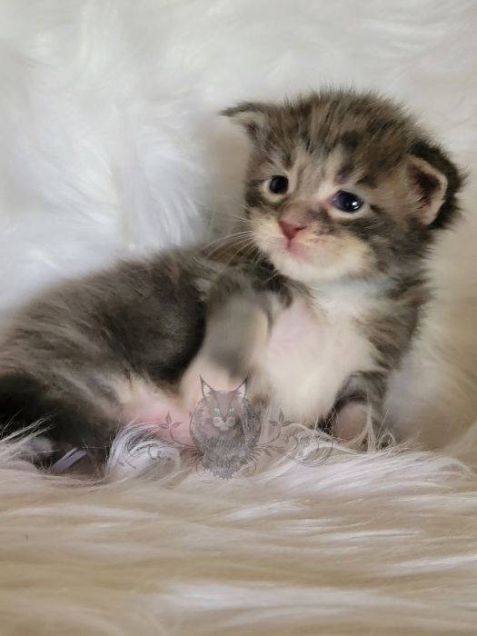 Wundervolle Maine Coon Kitten