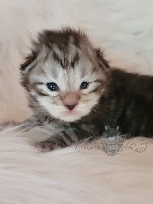 Wundervolle Maine Coon Kitten