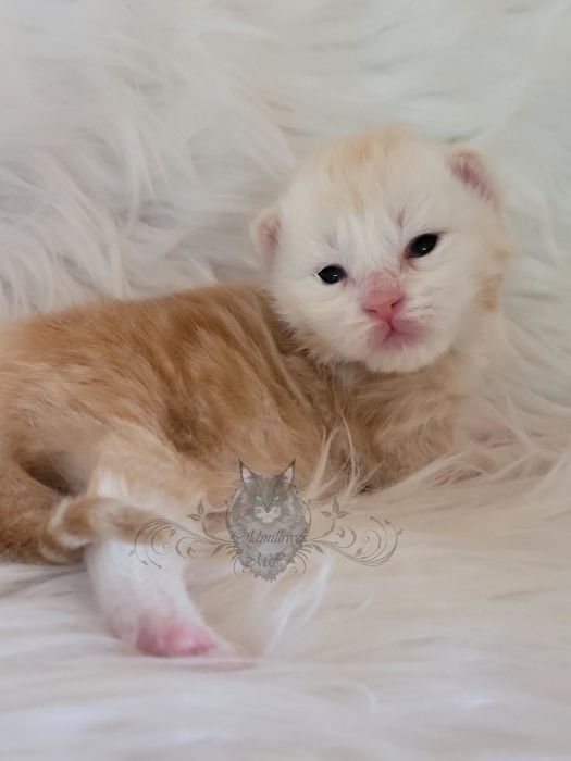 Wundervolle Maine Coon Kitten