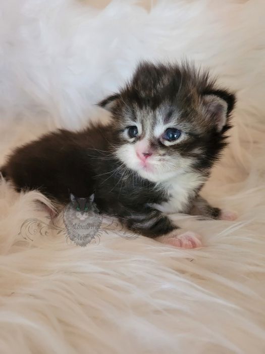 Wundervolle Maine Coon Kitten