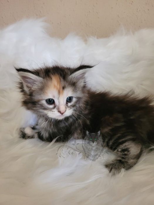 Wundervolle Maine Coon Kitten