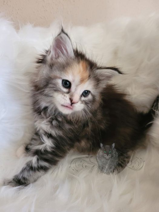 Wundervolle Maine Coon Kitten