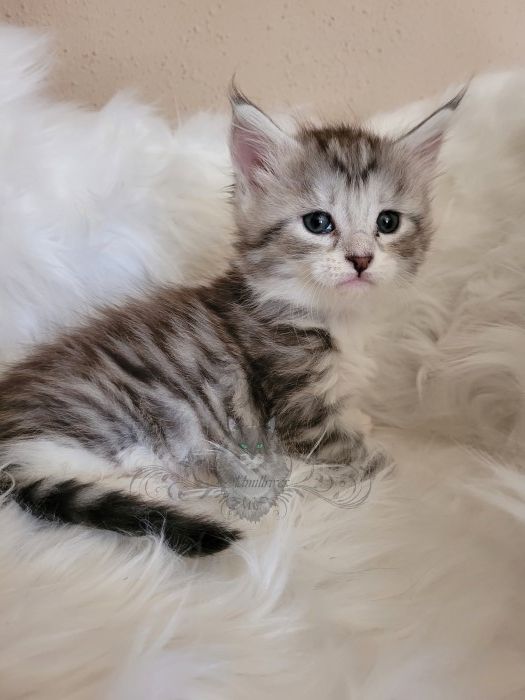 Wundervolle Maine Coon Kitten