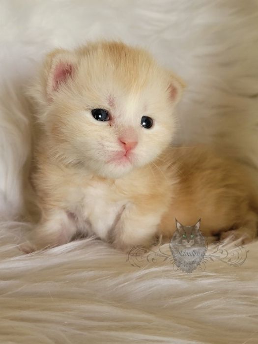 Wundervolle Maine Coon Kitten