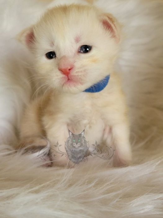Wundervolle Maine Coon Kitten