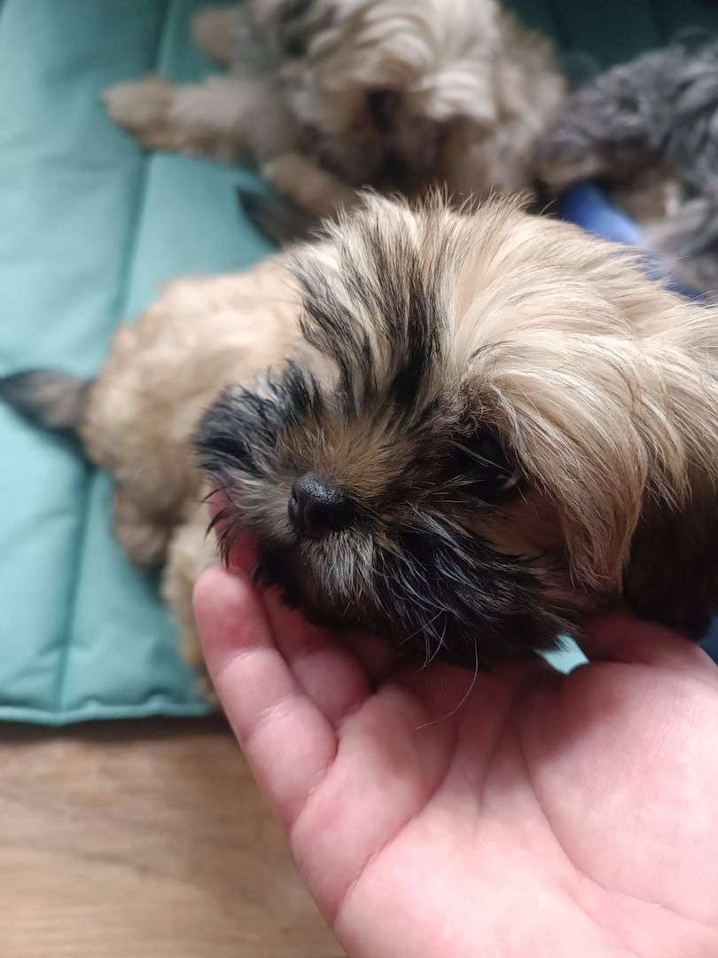 Shih-tzu Pekinese Mischling
