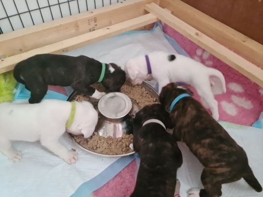 Boxer Welpen Abgabebereit!!